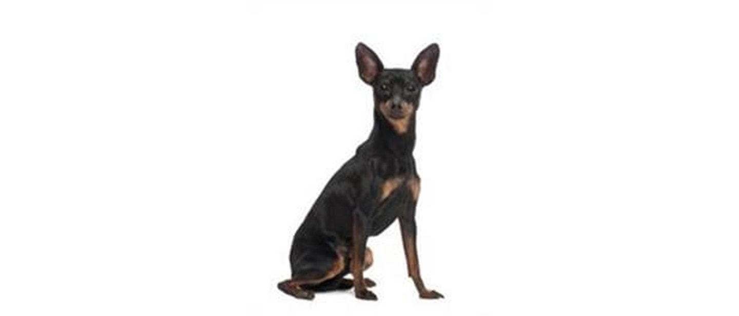 Miniature Pinscher