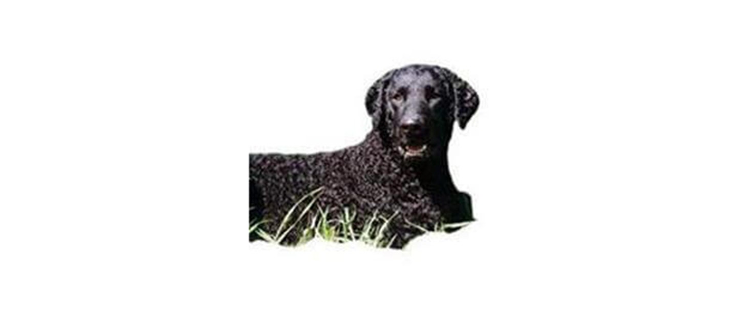 Curly Coated Retriever