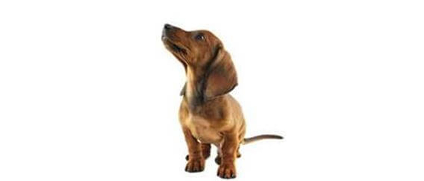 Dachshund