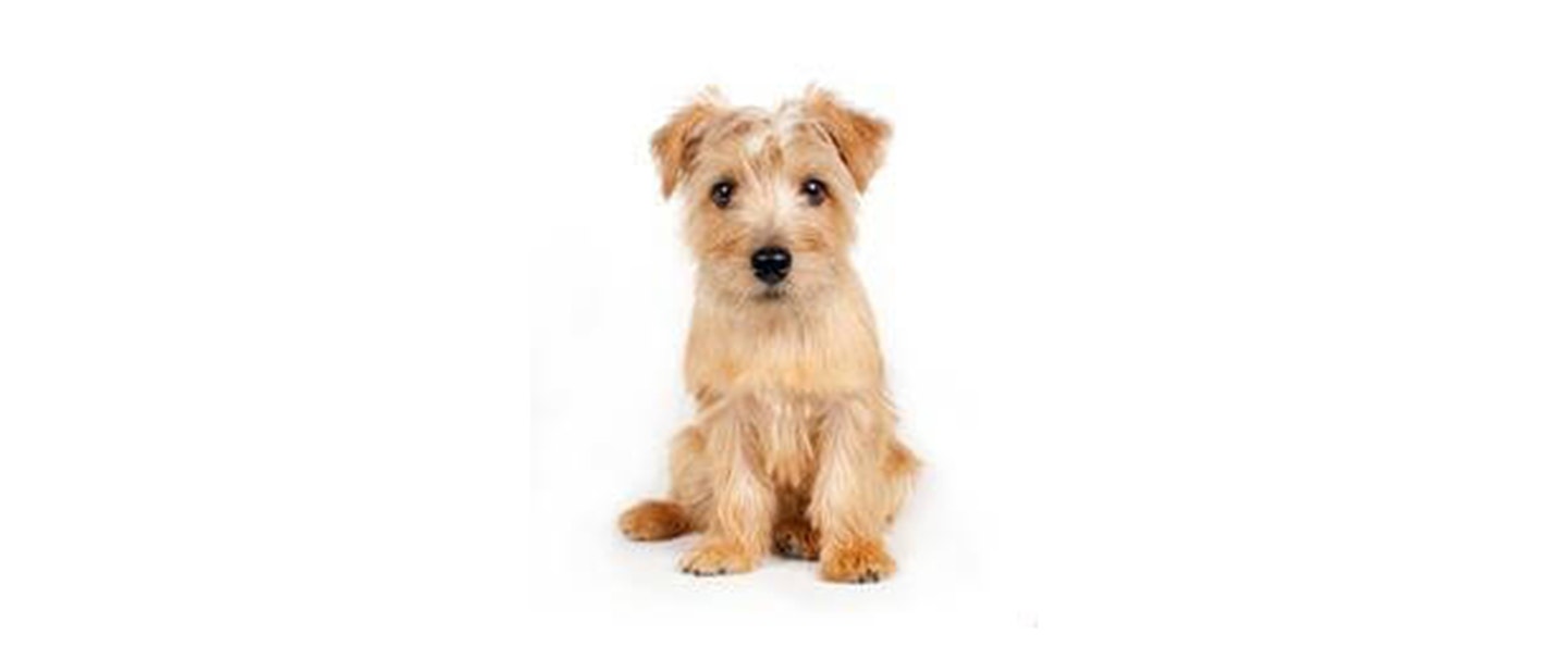 Norfolk Terrier