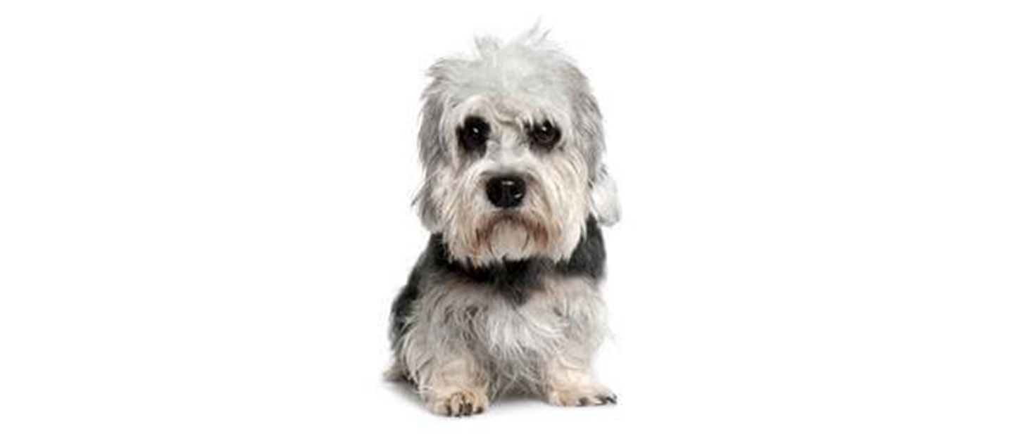 Dandie Dinmont Terrier