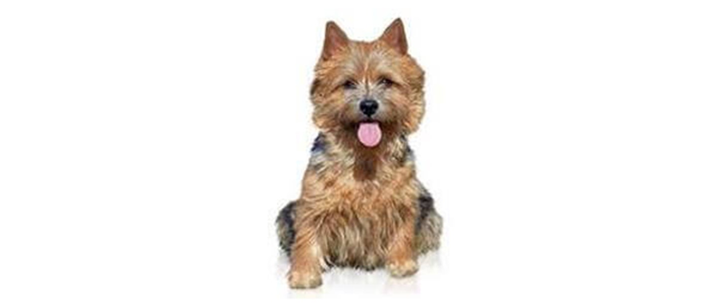 Norwich Terrier