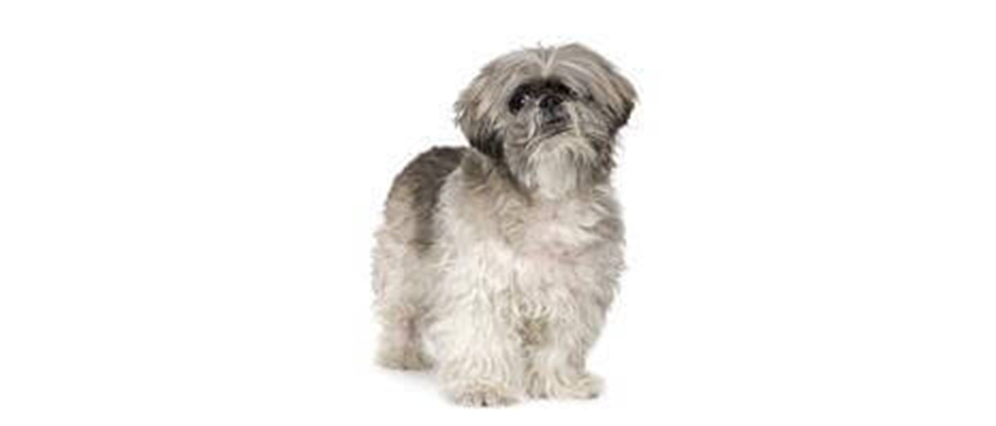 Lhasa Apso