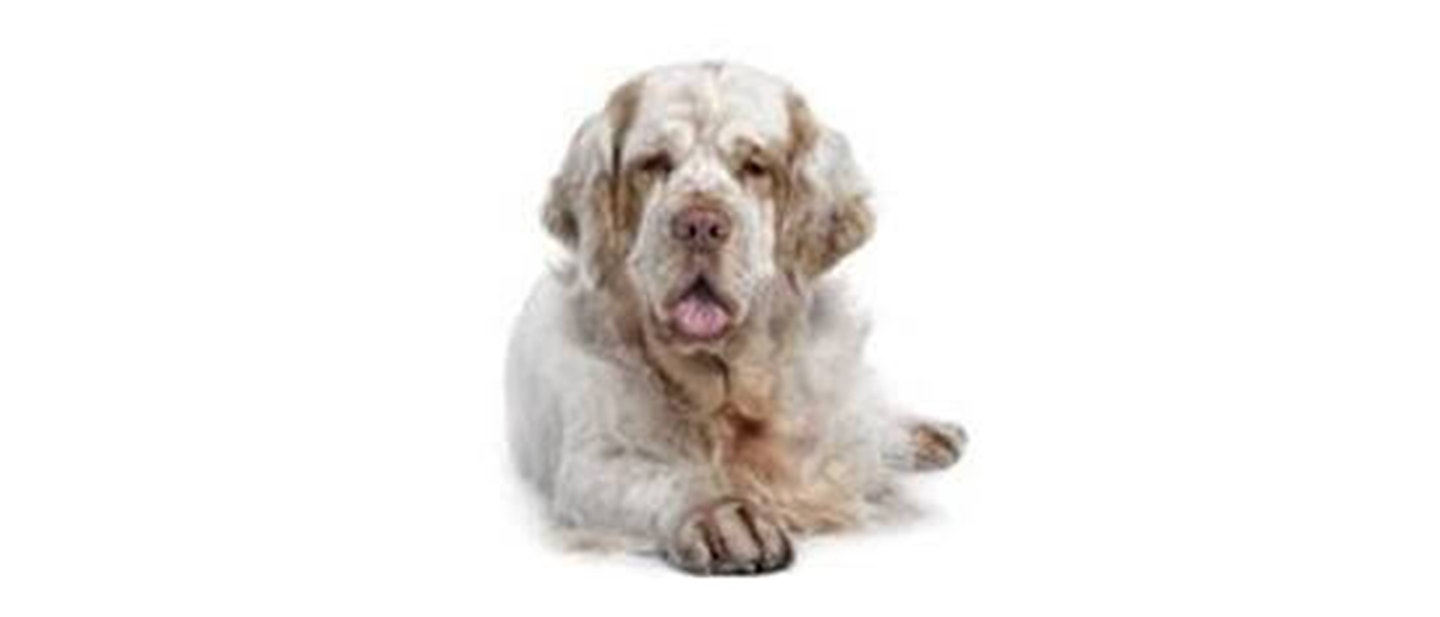 Clumber Spaniel