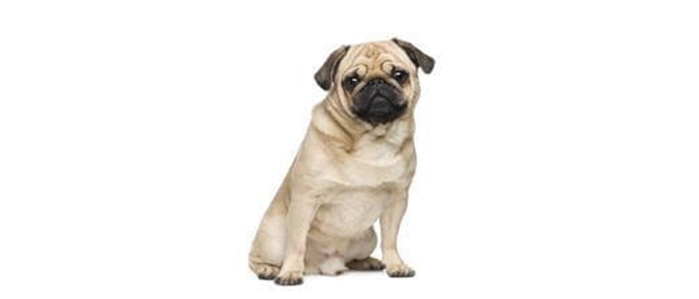 Pug