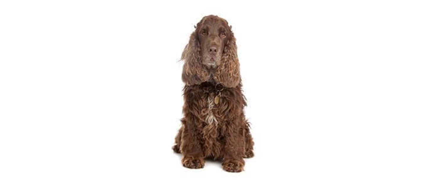 Cocker Spaniel