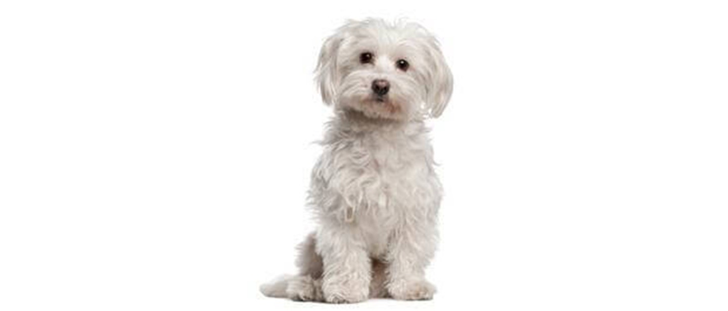 Maltese