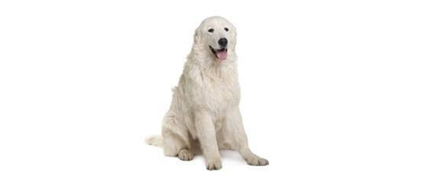 Maremma Sheepdog