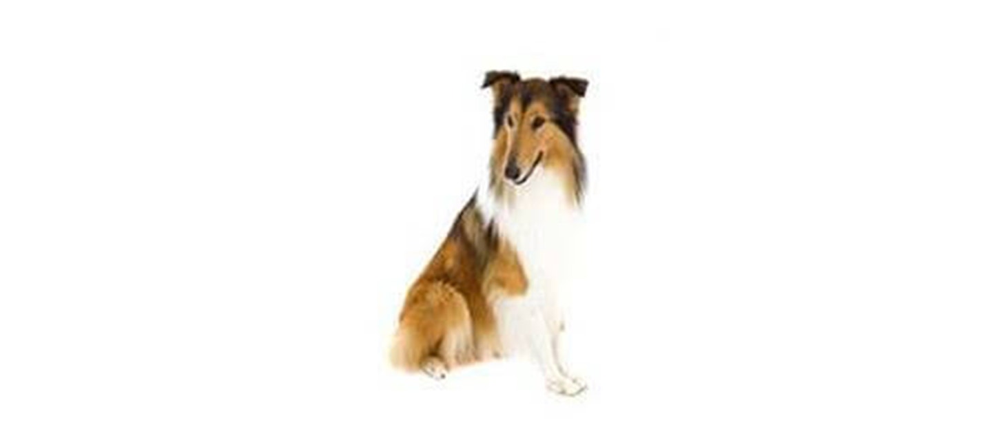 Collie