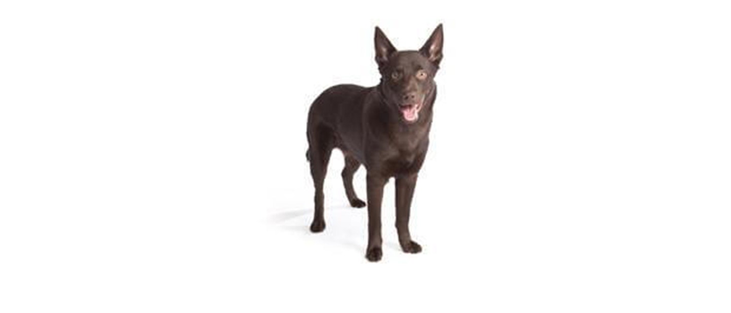 Australian Kelpie
