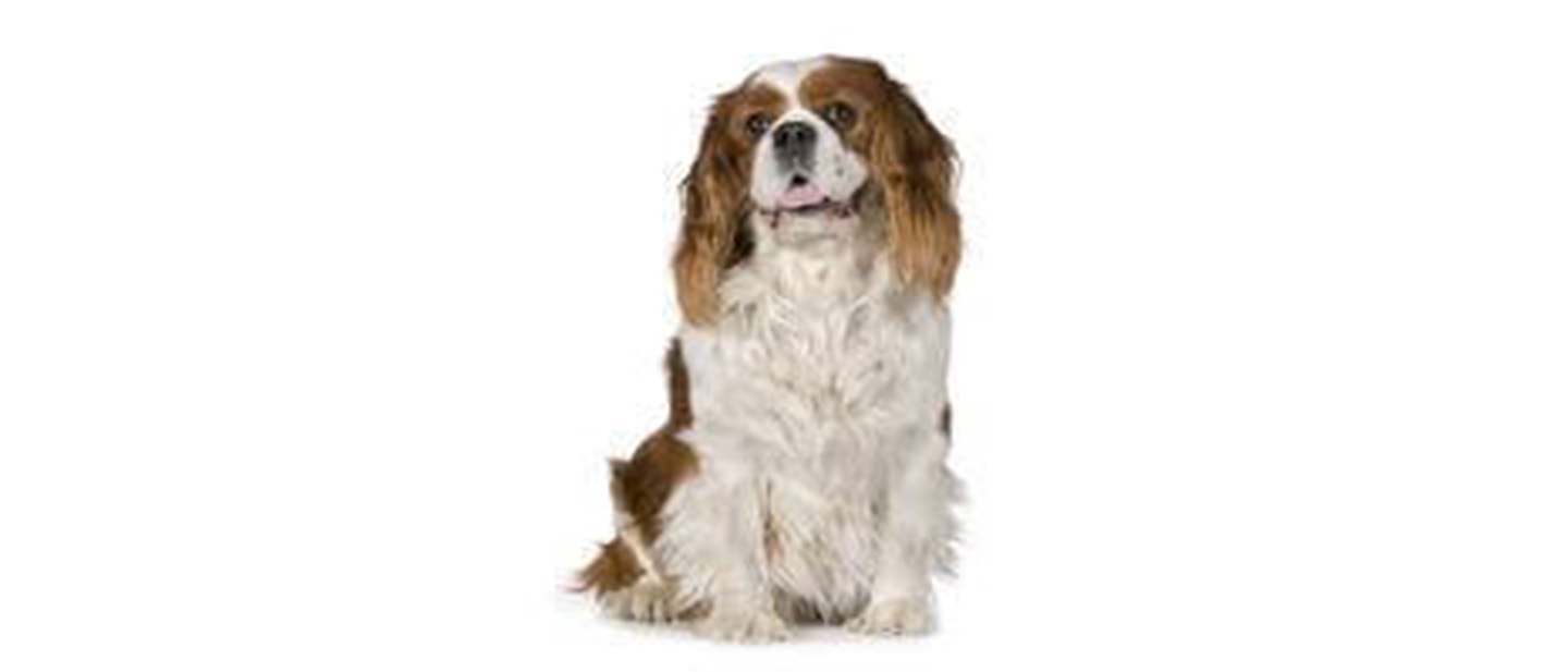Cavalier King Charles Spaniel
