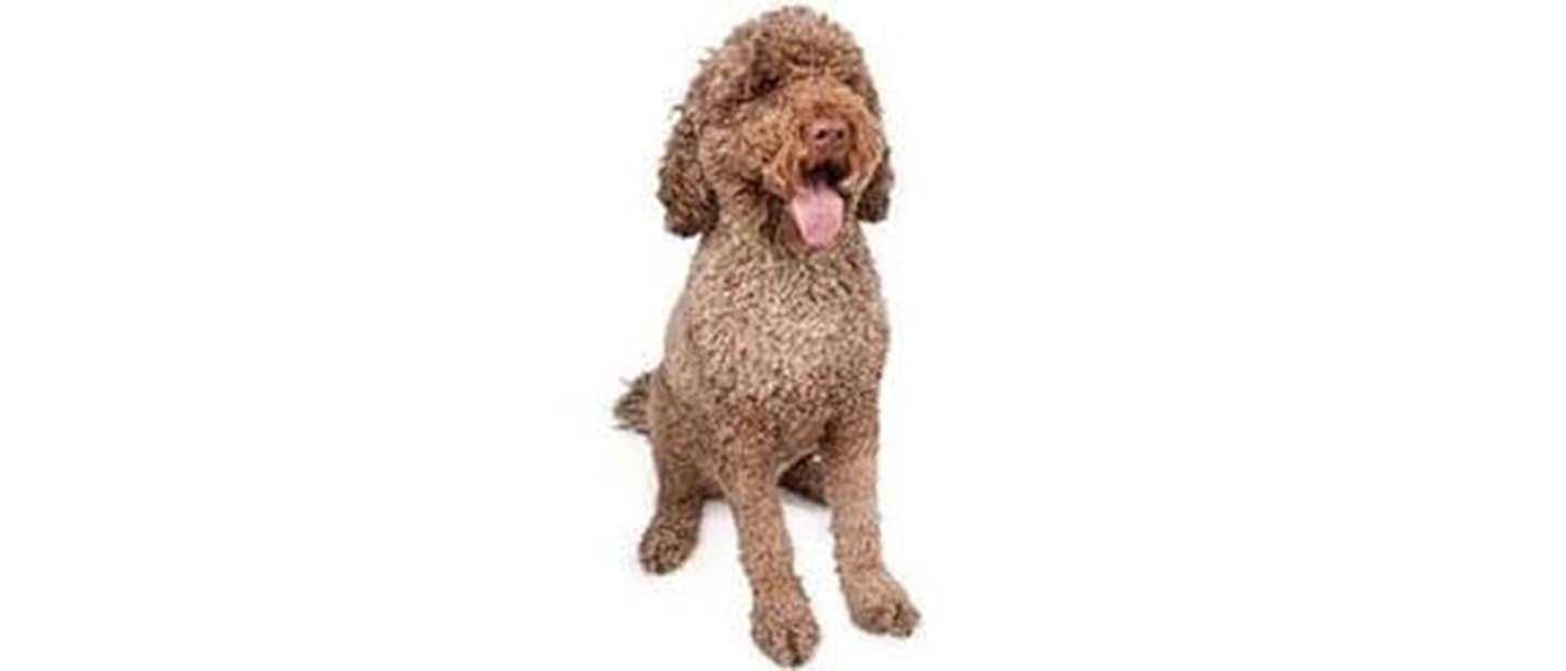 Portuguese Water Dog
