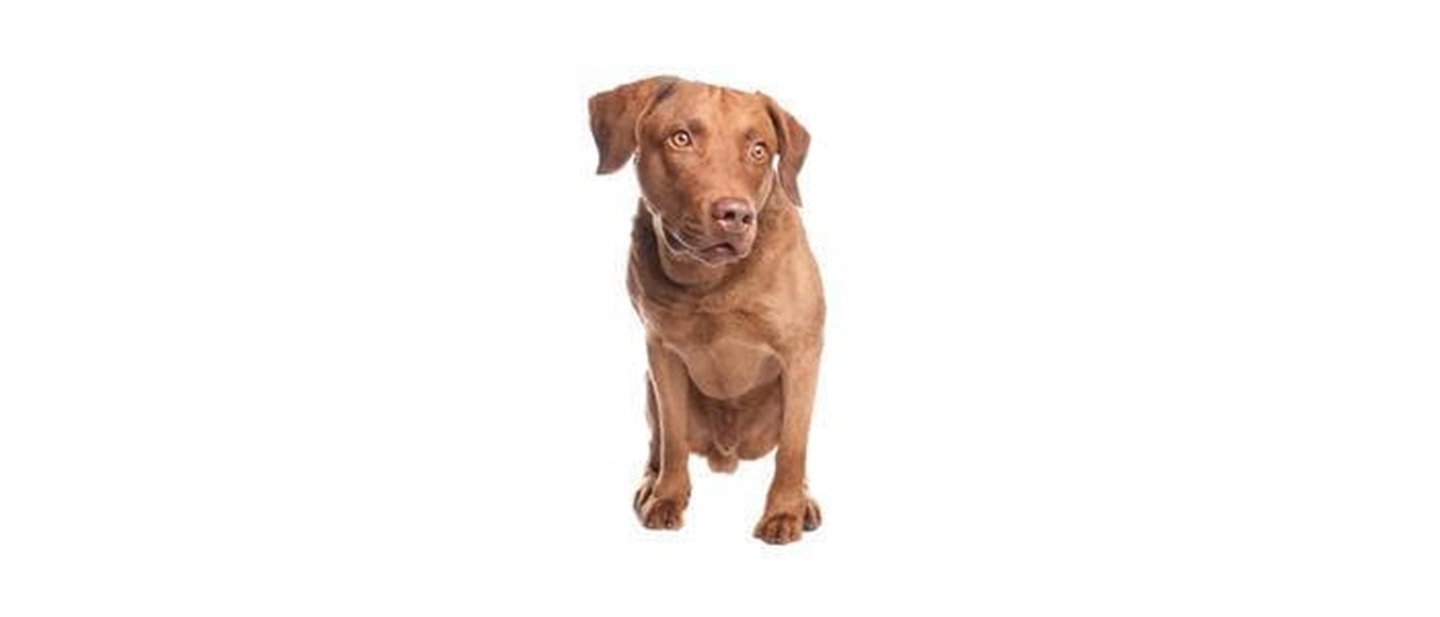 Chesapeake Bay Retriever