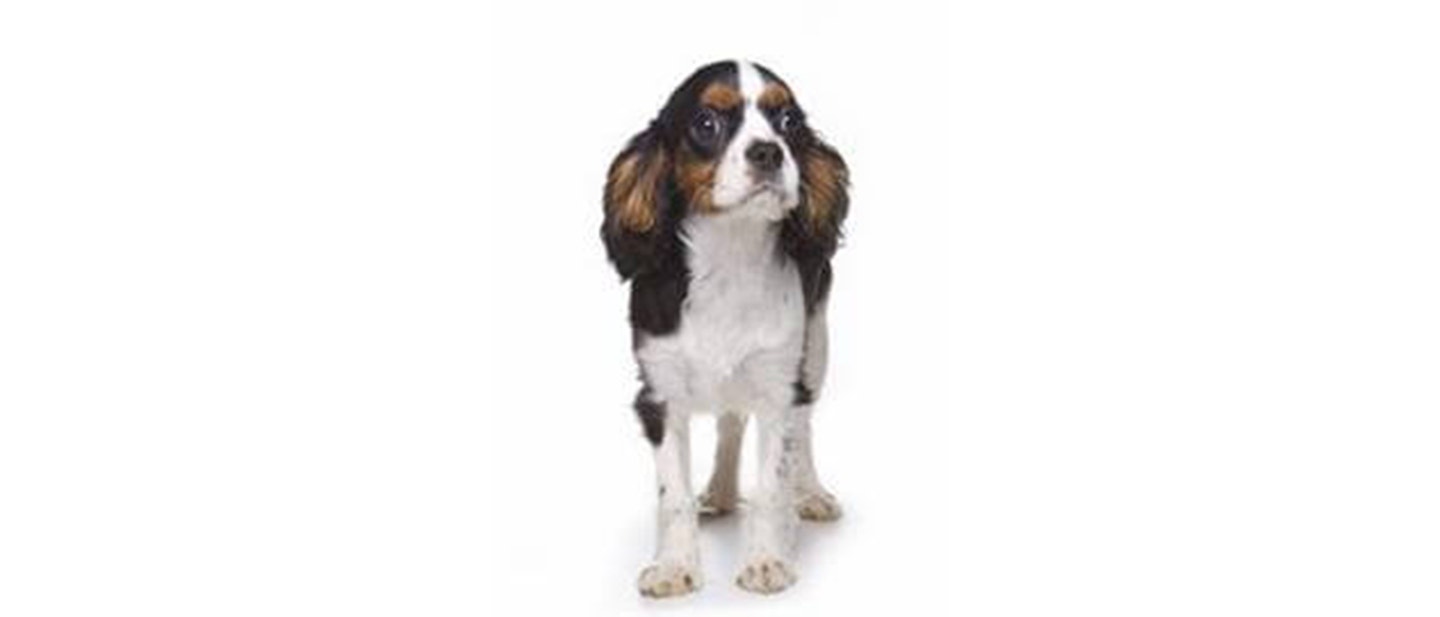 King Charles Spaniel