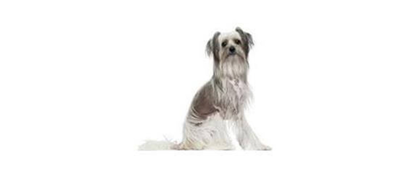 Chinese Crested Dog