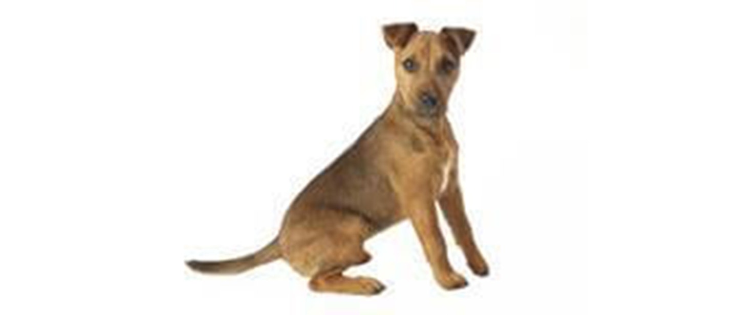Lakeland Terrier