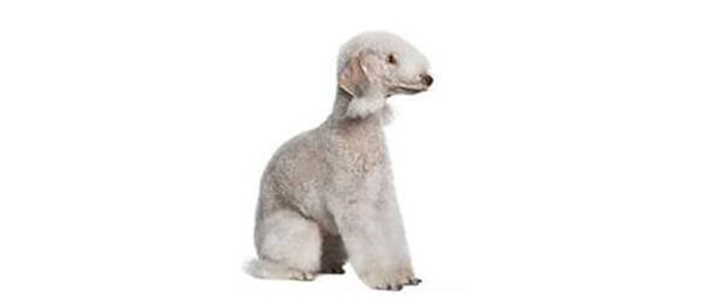 Bedlington Terrier