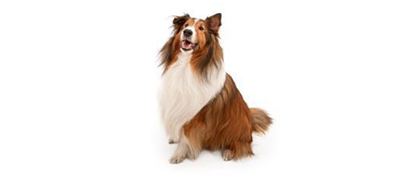 Shetland Sheepdog