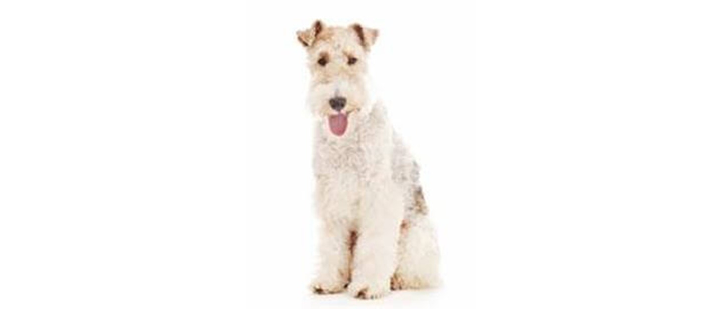 Fox Terrier