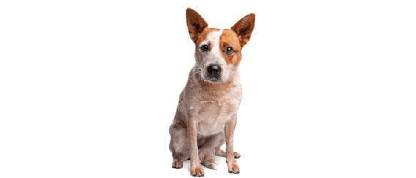 Australian Cattle Dog