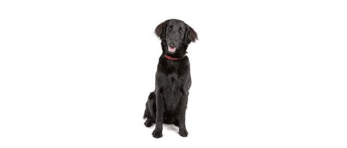 Flat Coated Retriever