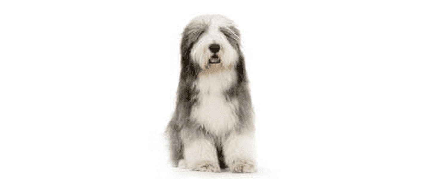 Bearded Collie