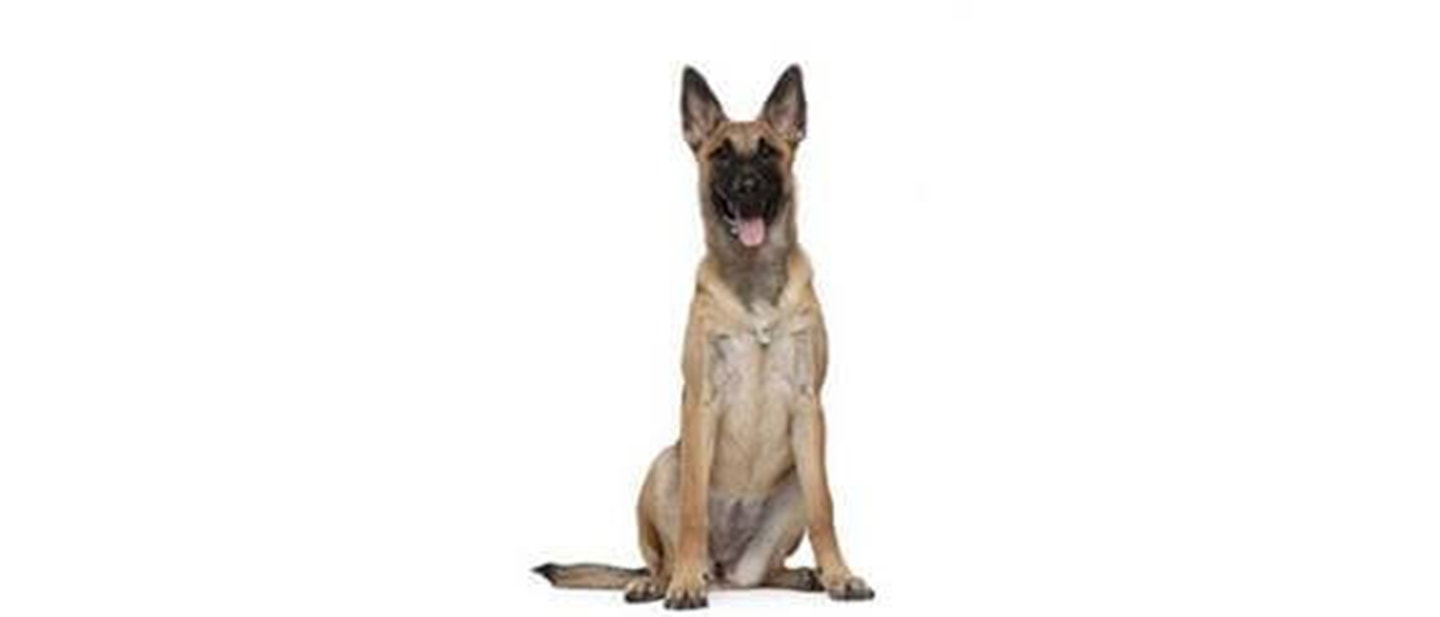 Belgian Shepherd Dog
