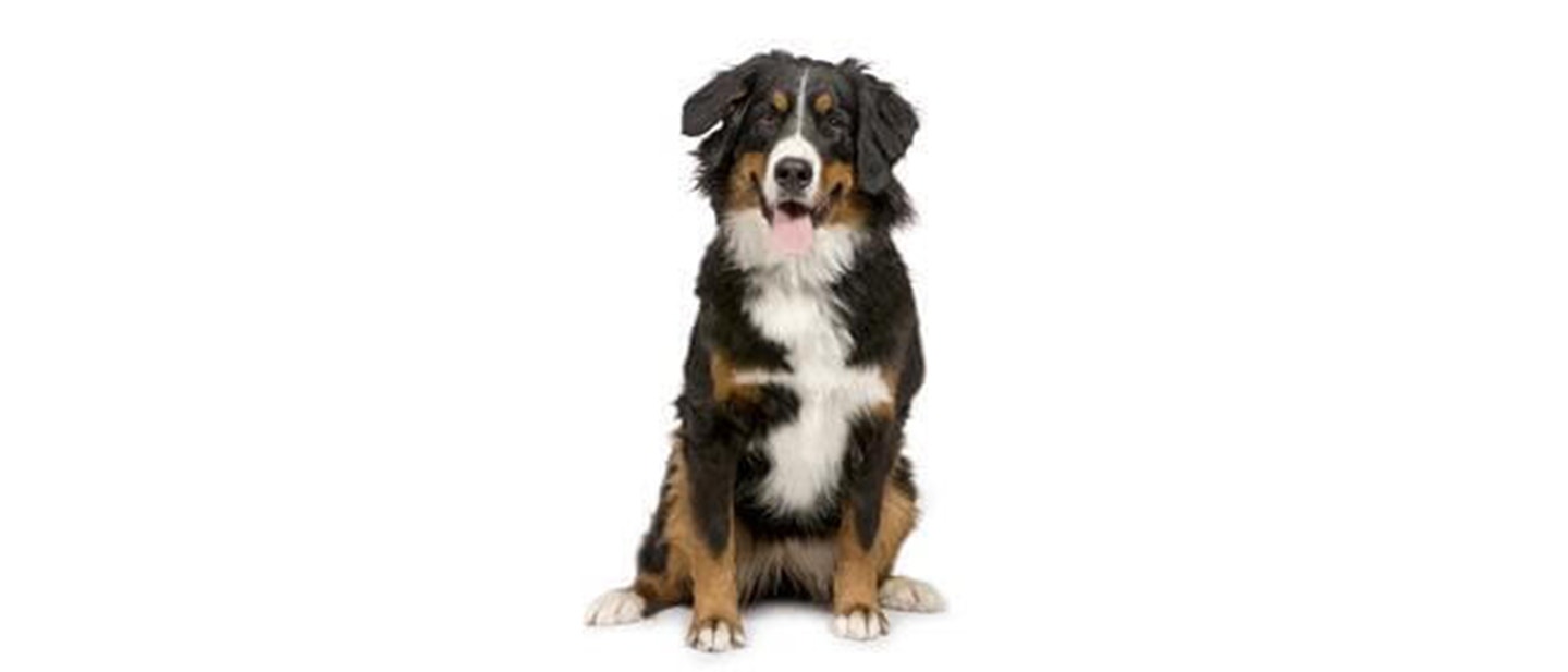 Bernese Mountain Dog