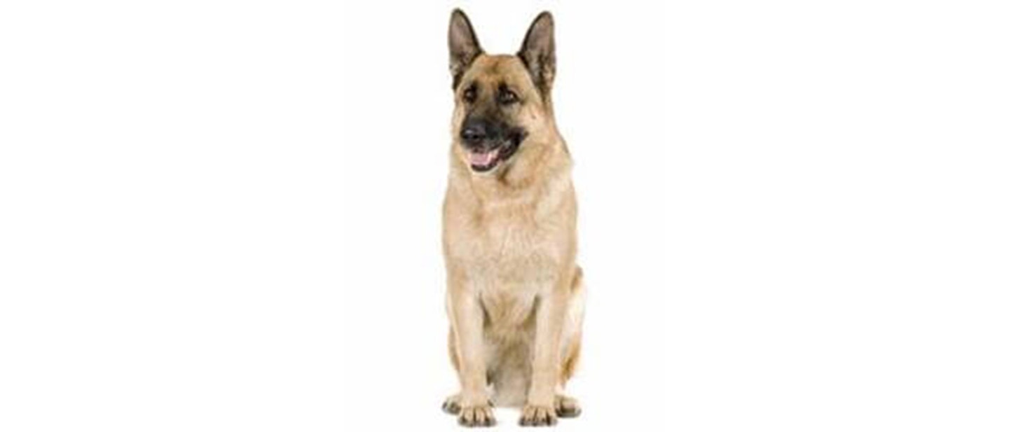 German Shepherd Dog