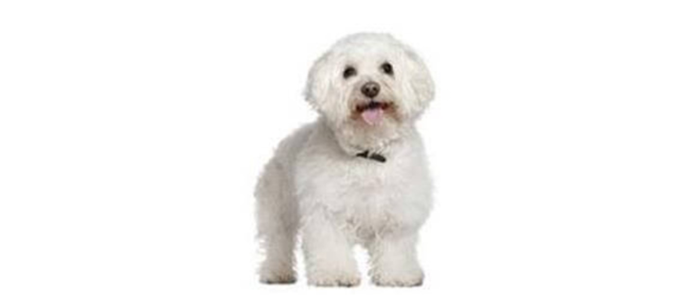 Bichon Frise