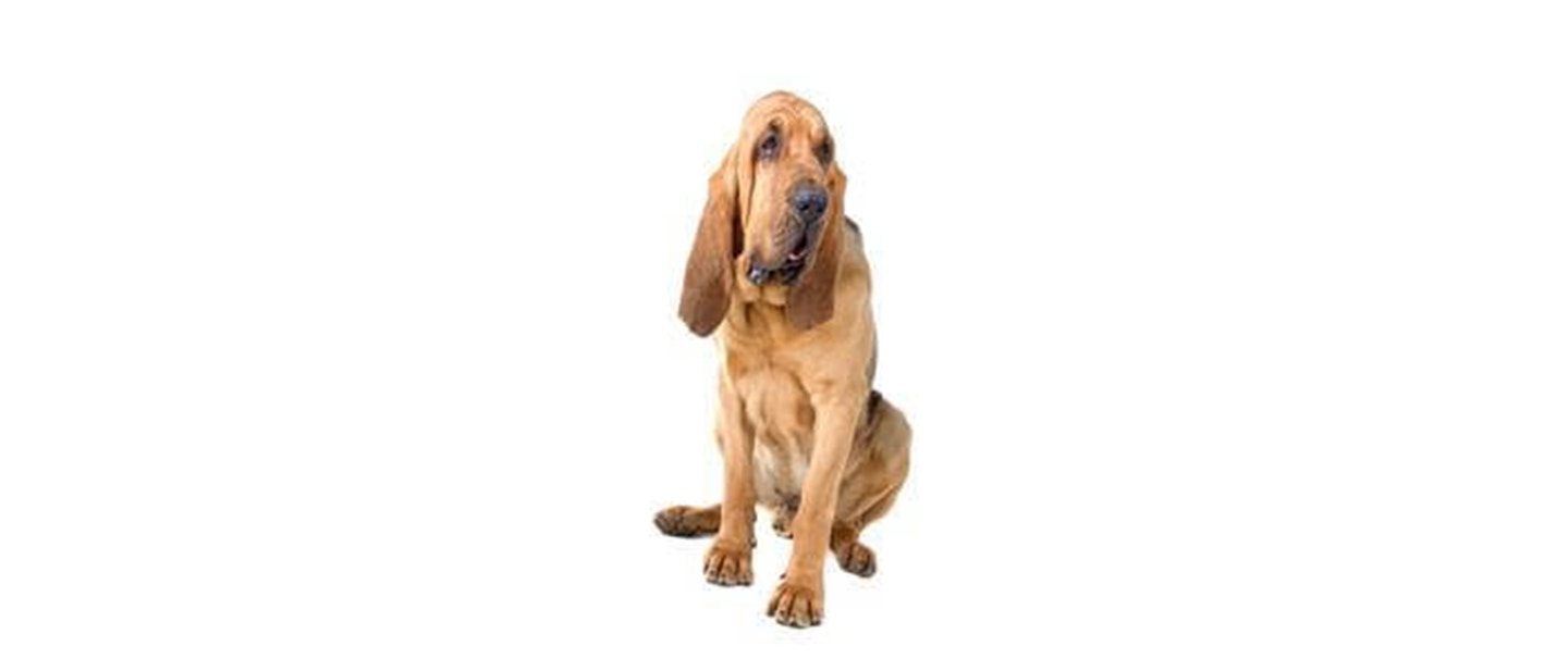 Bloodhound