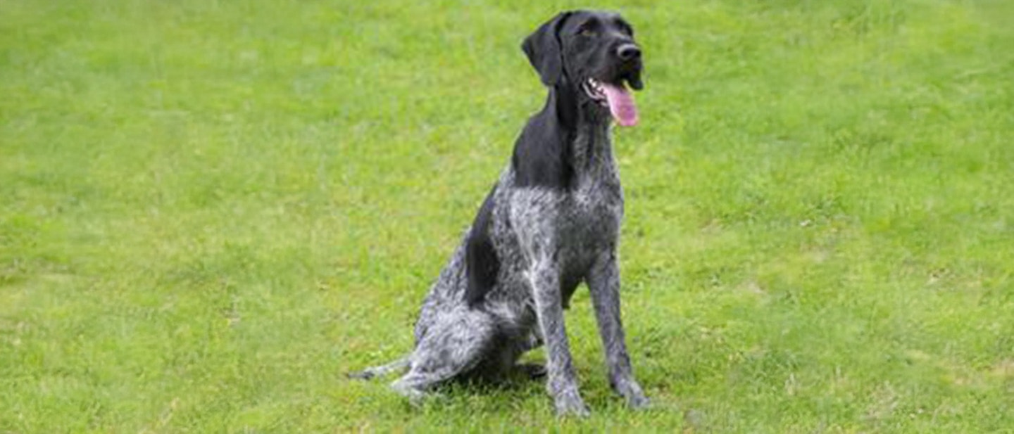 German Wirehaired Pointer