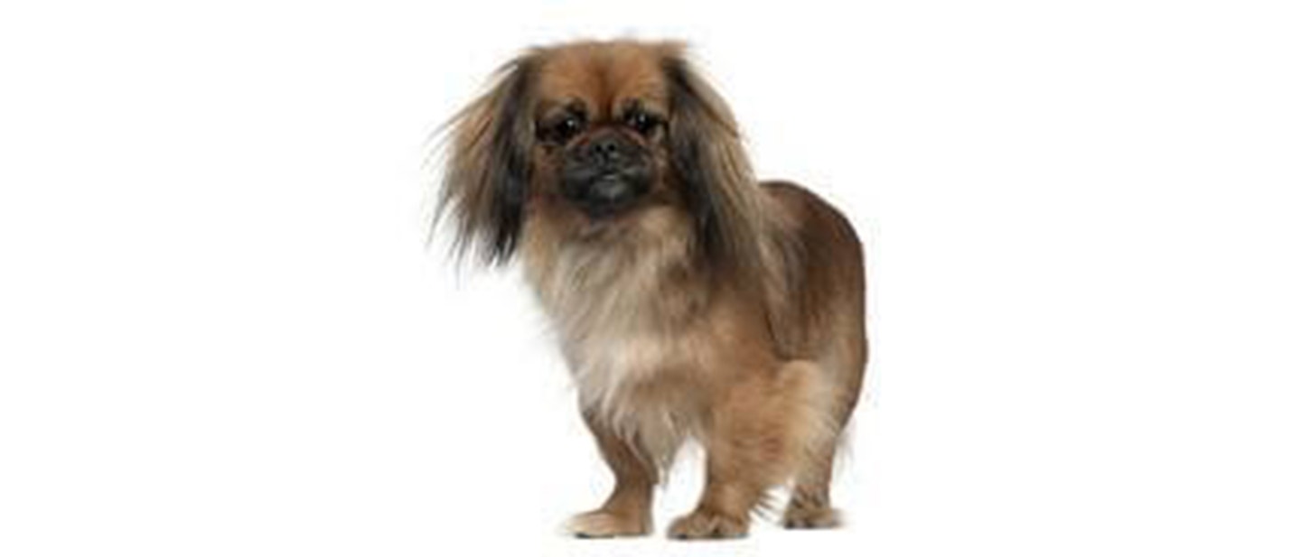 Pekingese