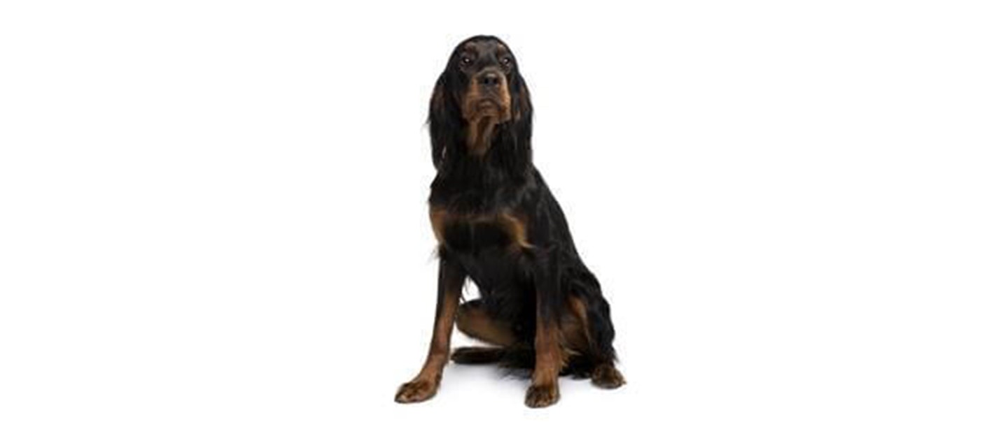 Gordon Setter