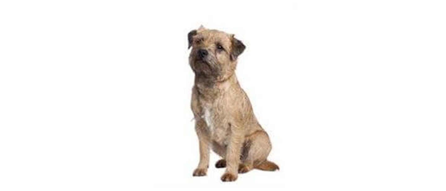 Border Terrier