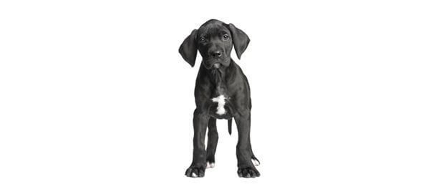 Great Dane