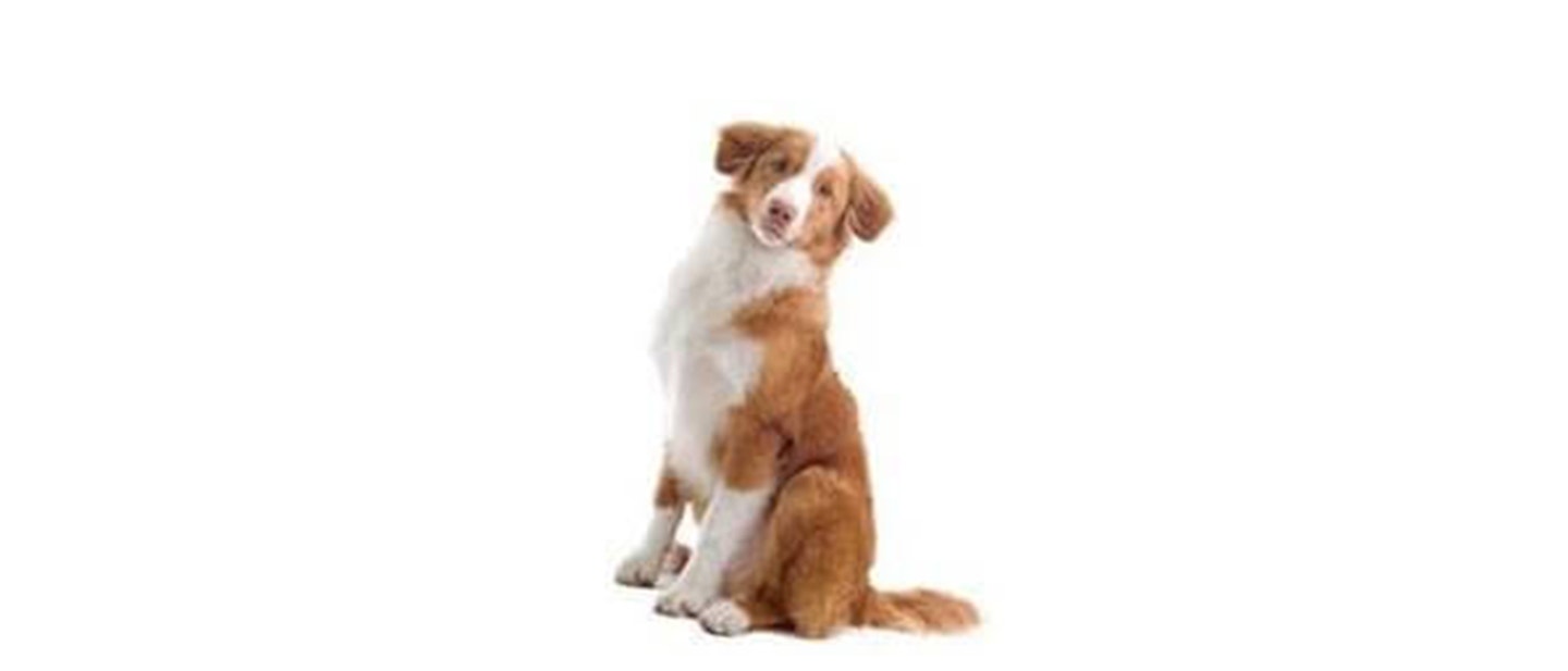 Nova Scotia Duck Tolling Retriever