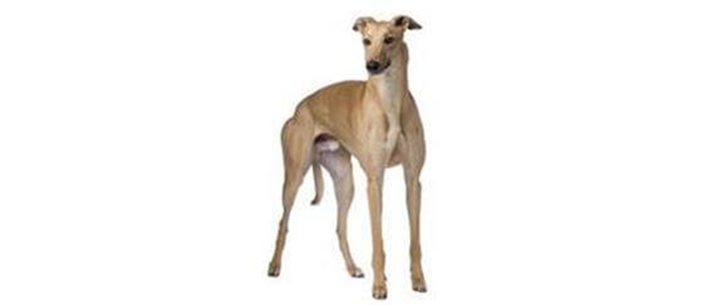 Greyhound