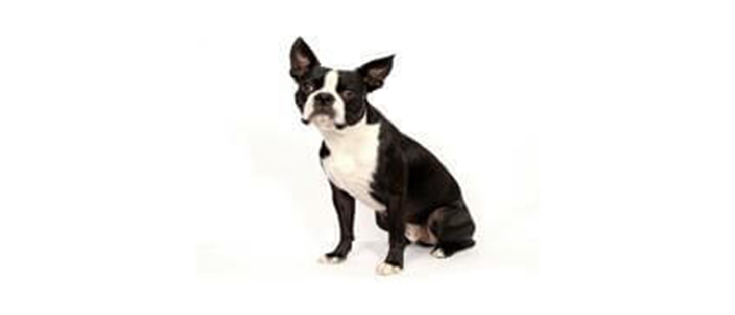 Boston Terrier
