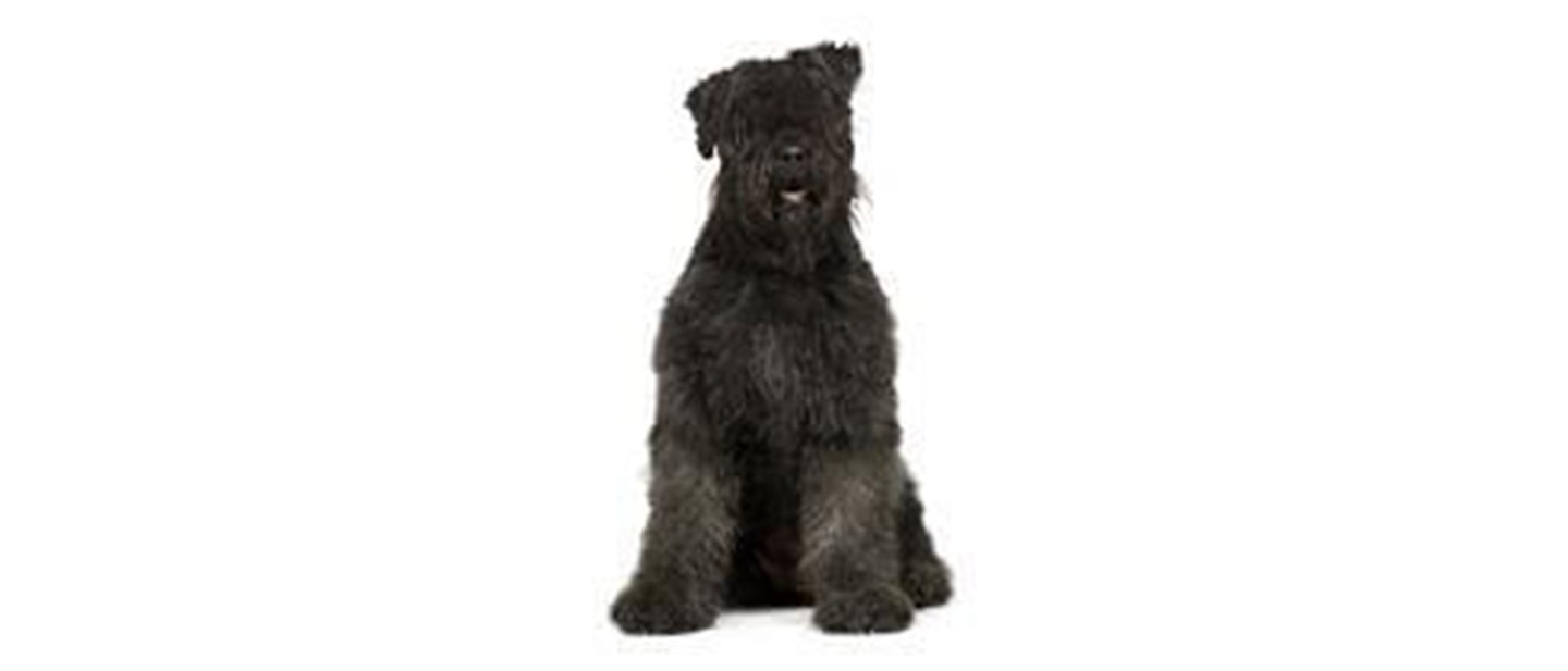 Bouvier Des Flandres