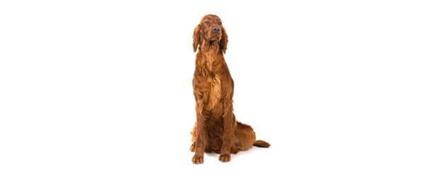 Irish Setter