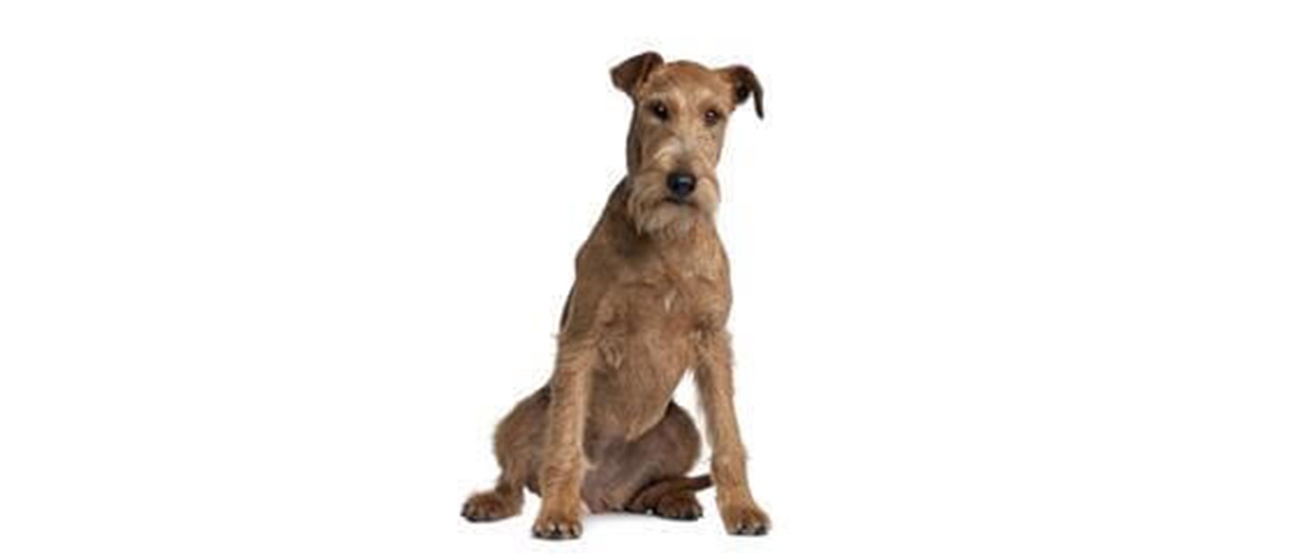 Irish Terrier