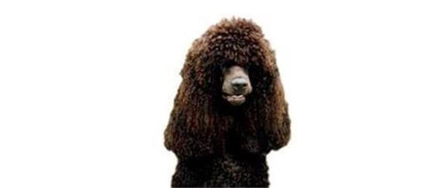 Irish Water Spaniel