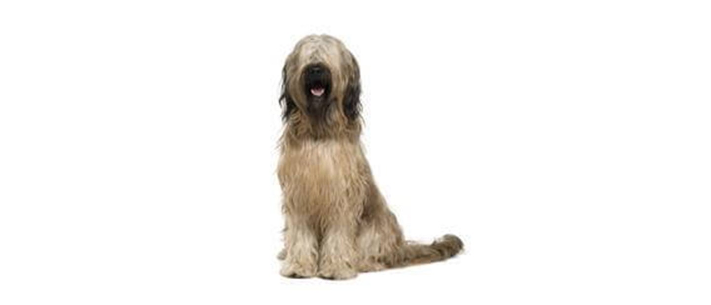 Briard
