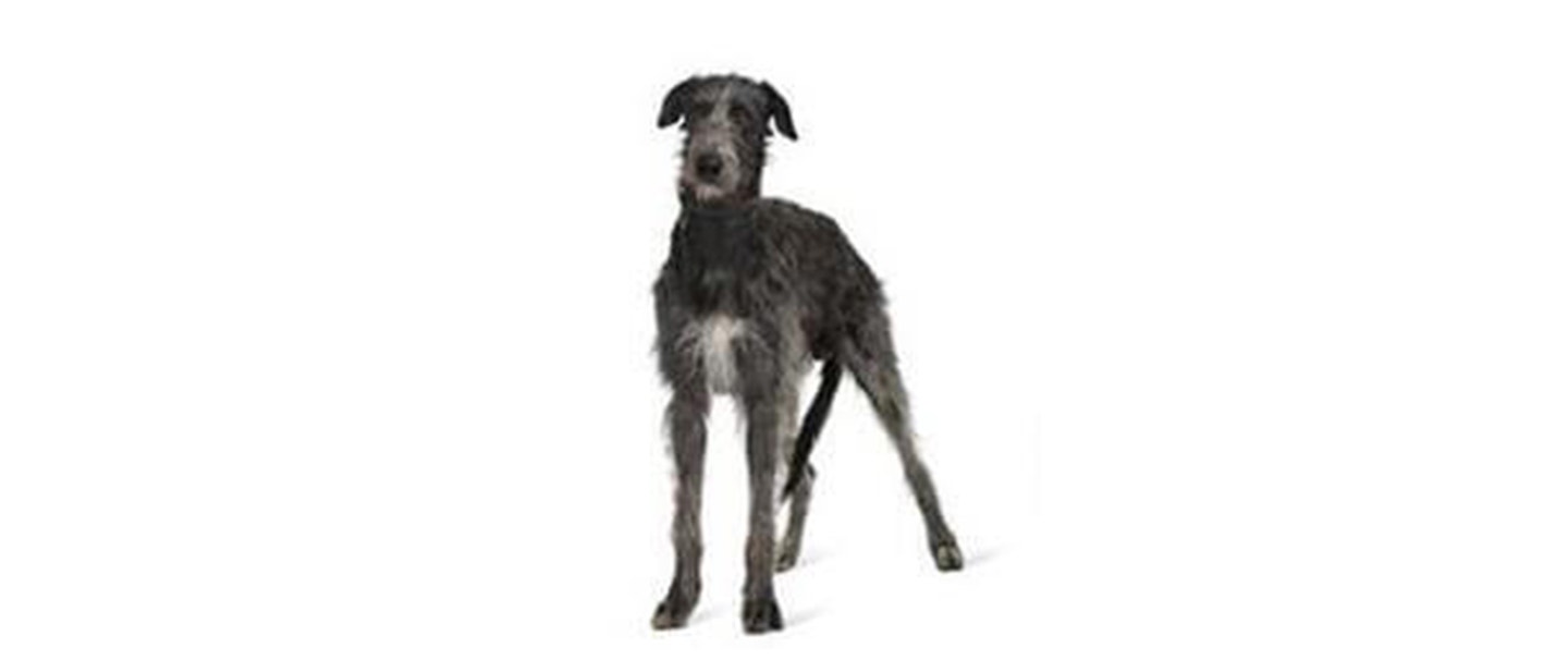 Irish Wolfhound