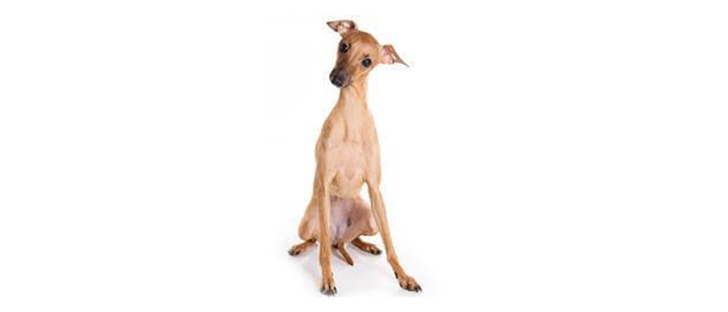 Italian Greyhound