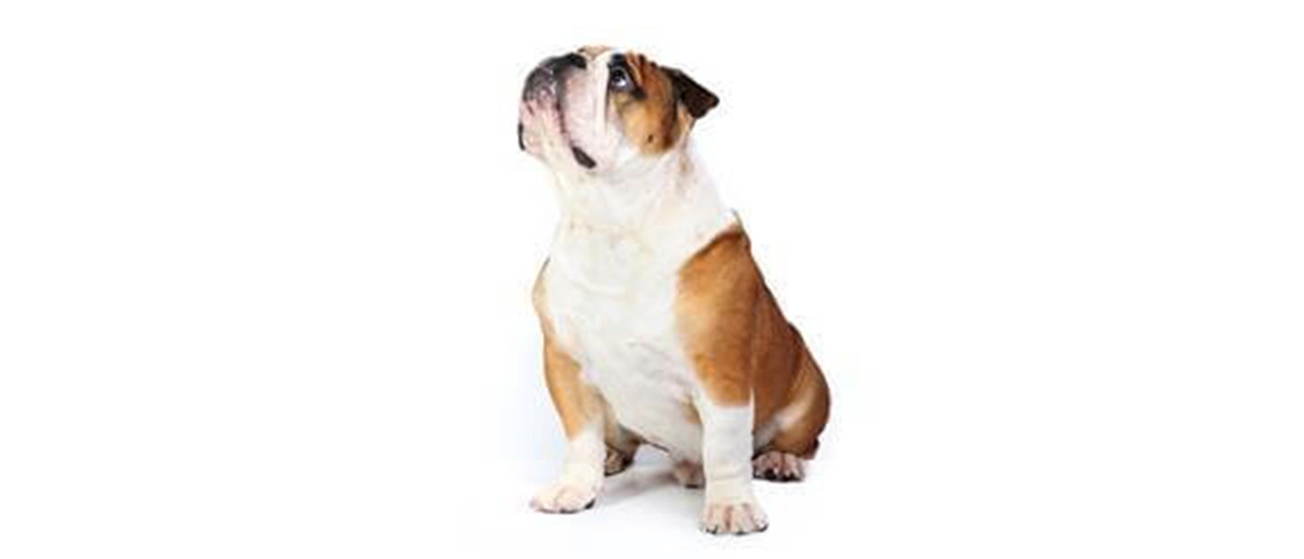 British Bulldog