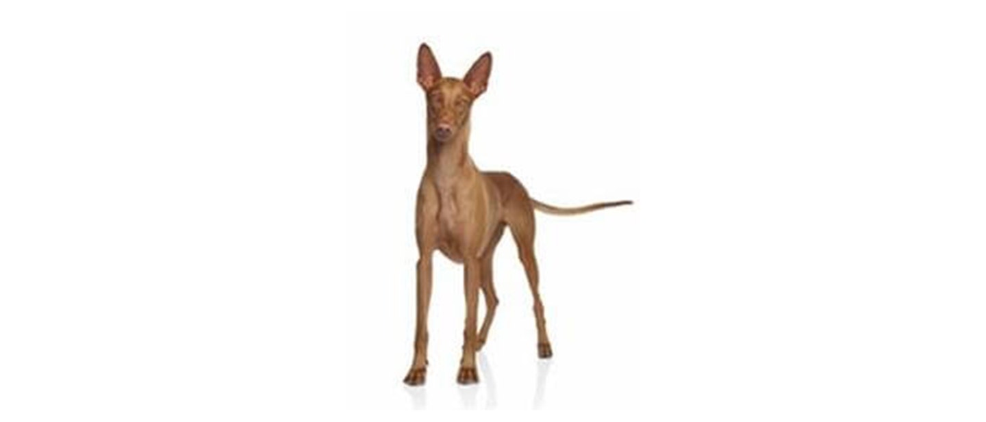 Pharaoh Hound