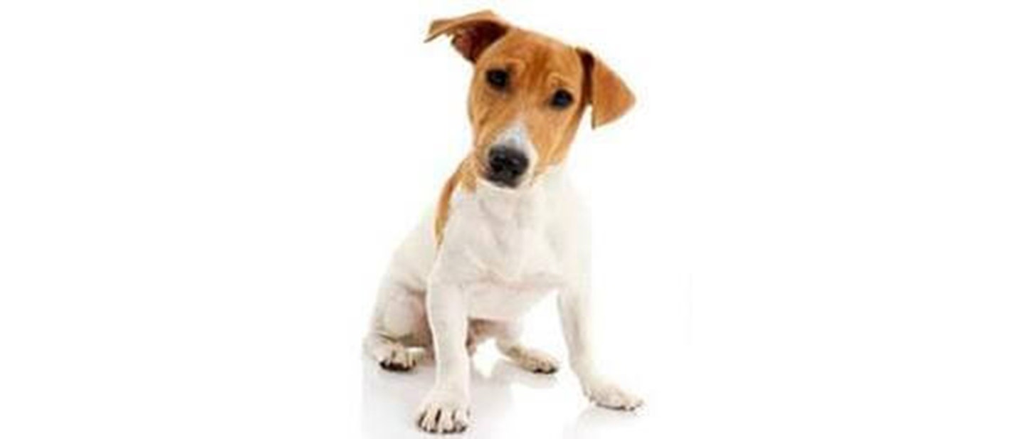 Jack Russell