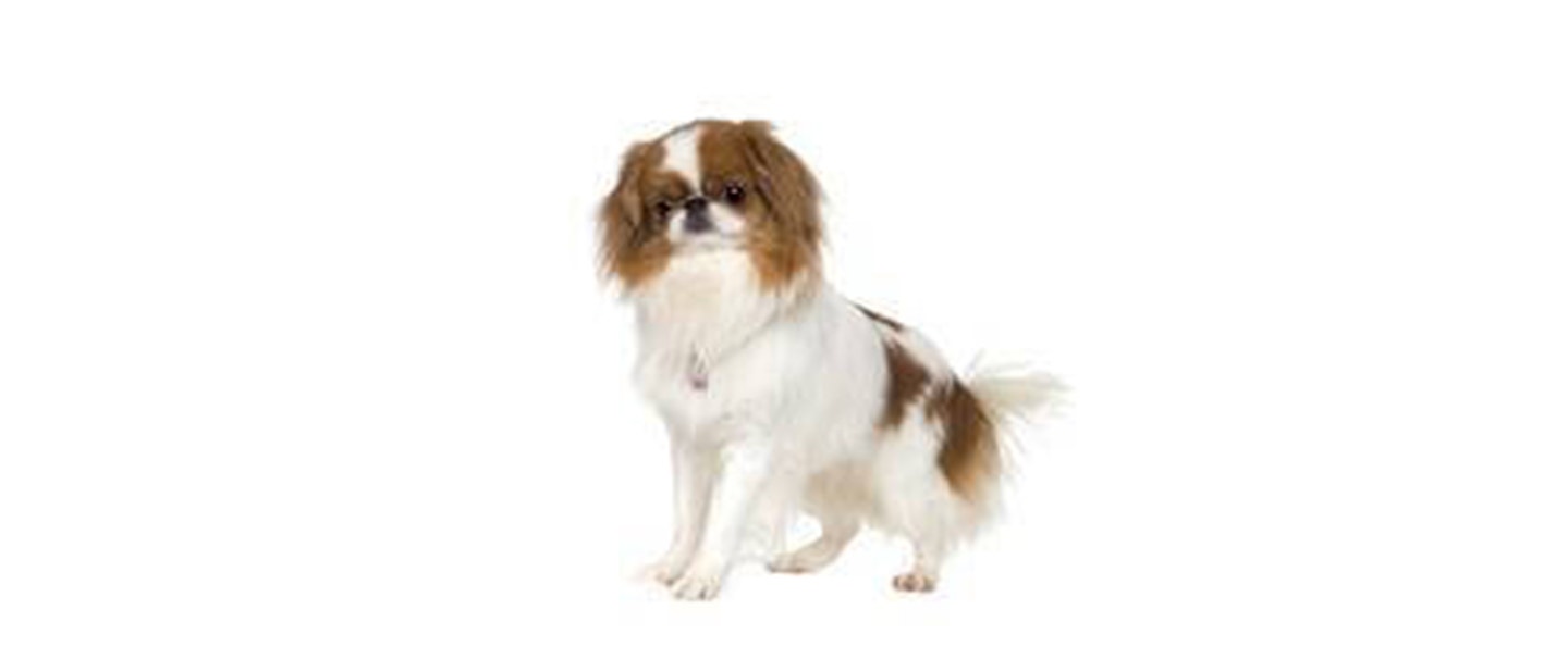 Japanese Chin